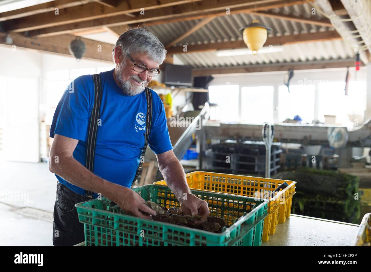 France, Morbihan, Carnac, ferme ostréicole de Hervé Jenot Banque D'Images