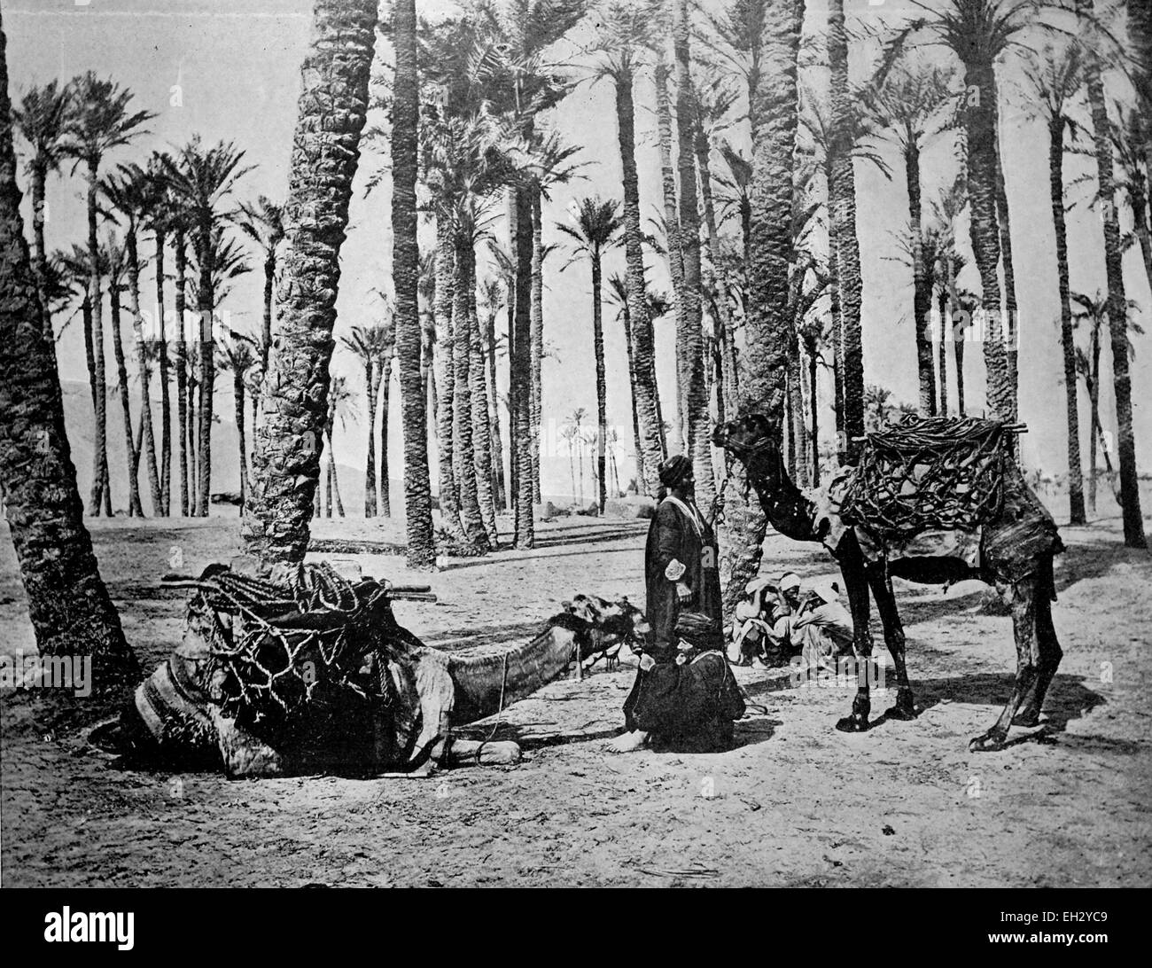 Une des premières photographies d'Autotype de l'Oasis de Touggourt, Algérie, circa 1880 Banque D'Images