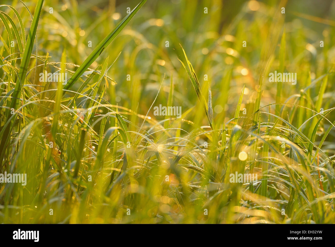 Close-up of Grass Banque D'Images