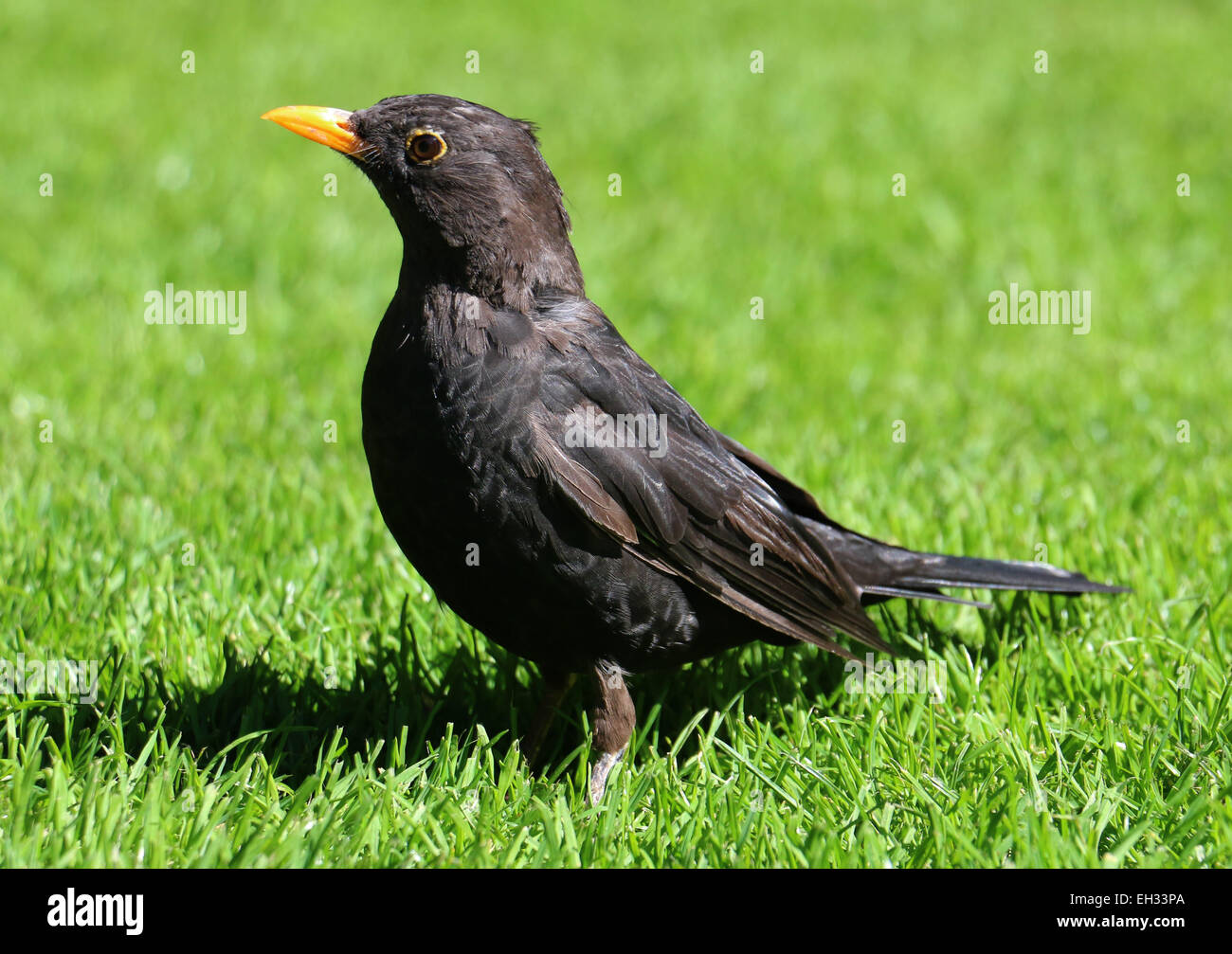 Blackbird européenne en Nouvelle-Zélande de pelouse Banque D'Images