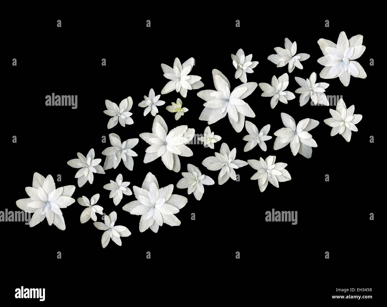 Fleurs blanc springflower isolé sur fond noir Banque D'Images