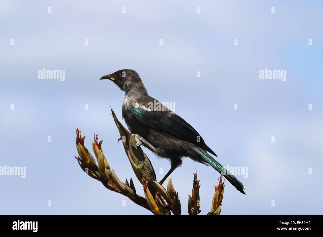 Tui nourrir les oiseaux de la Nouvelle-Zélande sur l'île de Kapiti fleur de lin de la Nouvelle-Zélande Banque D'Images