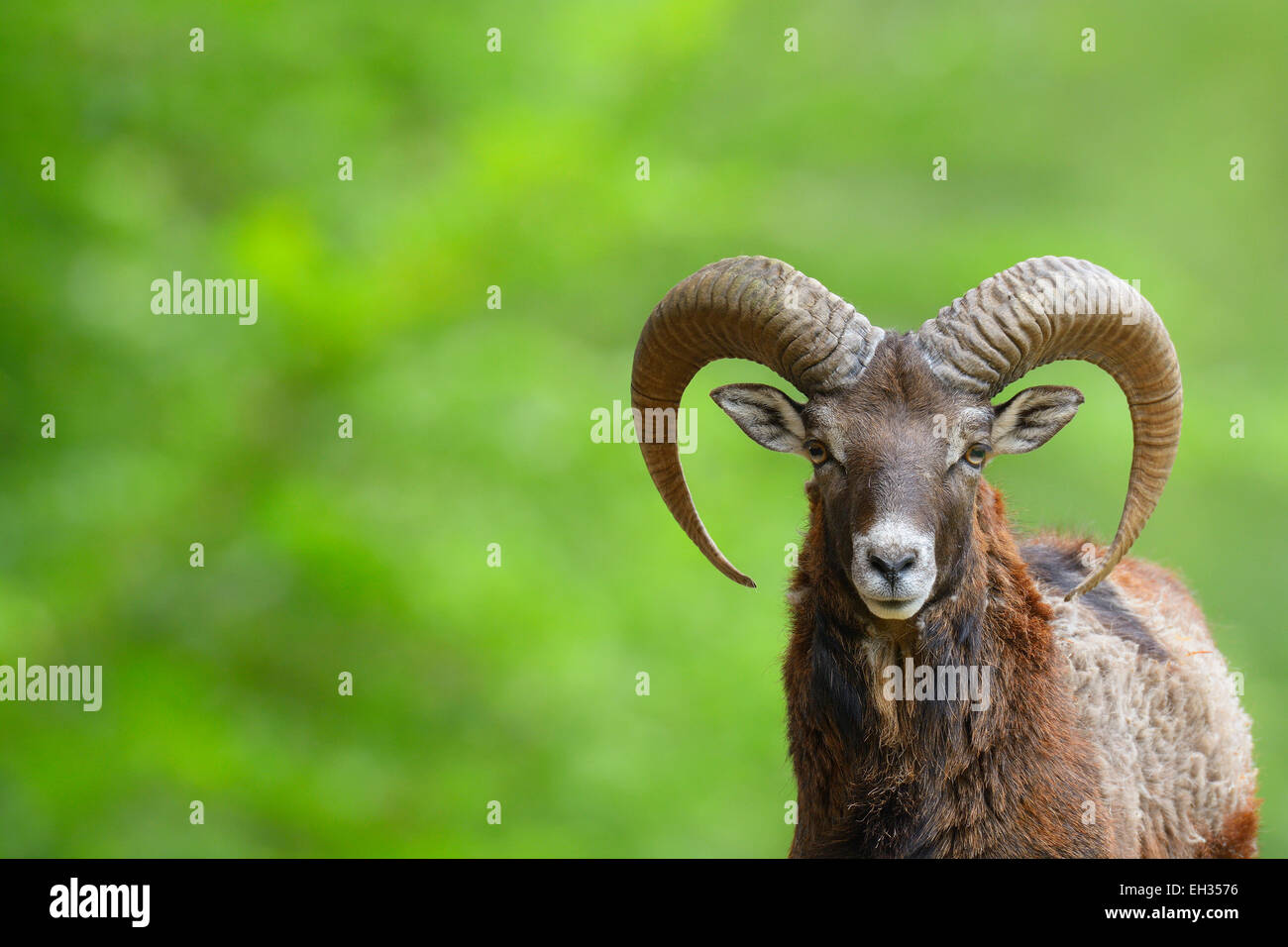Mouflon européen (Ovis orientalis musimon) Ram, Hesse, Germany, Europe Banque D'Images