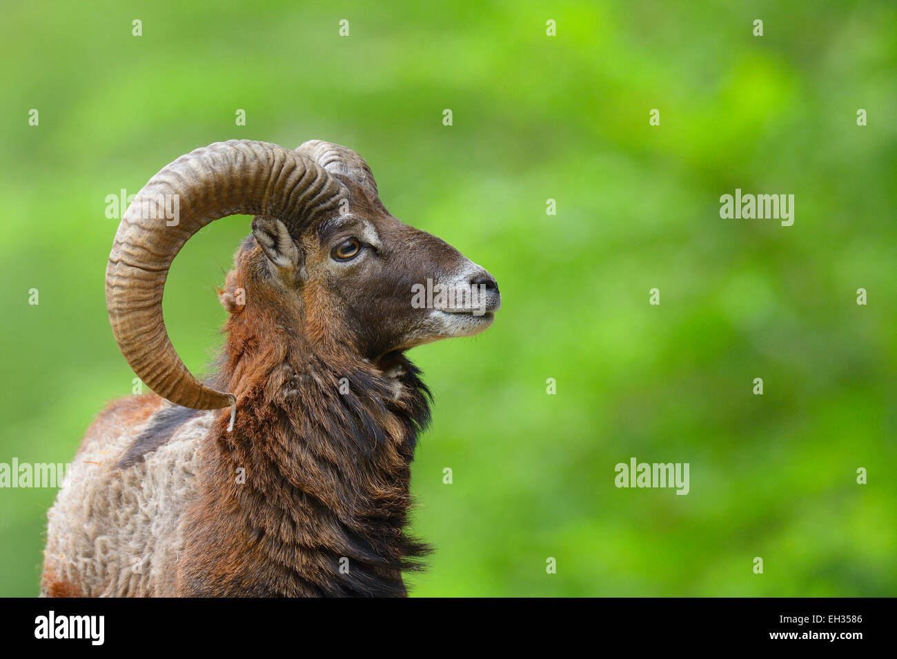 Mouflon européen (Ovis orientalis musimon) Ram à jusqu'à la Côté, Hesse, Germany, Europe Banque D'Images