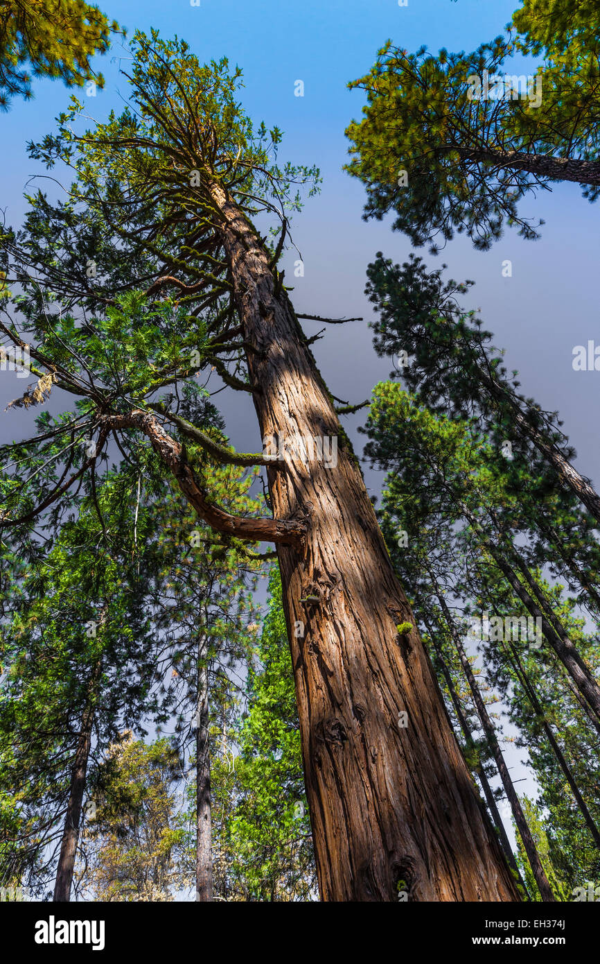 Incense-Cedar, Calocedrus decurrens Libocedrus decurrens, aka, tronc dans Lassen National Forest, Californie, USA Banque D'Images