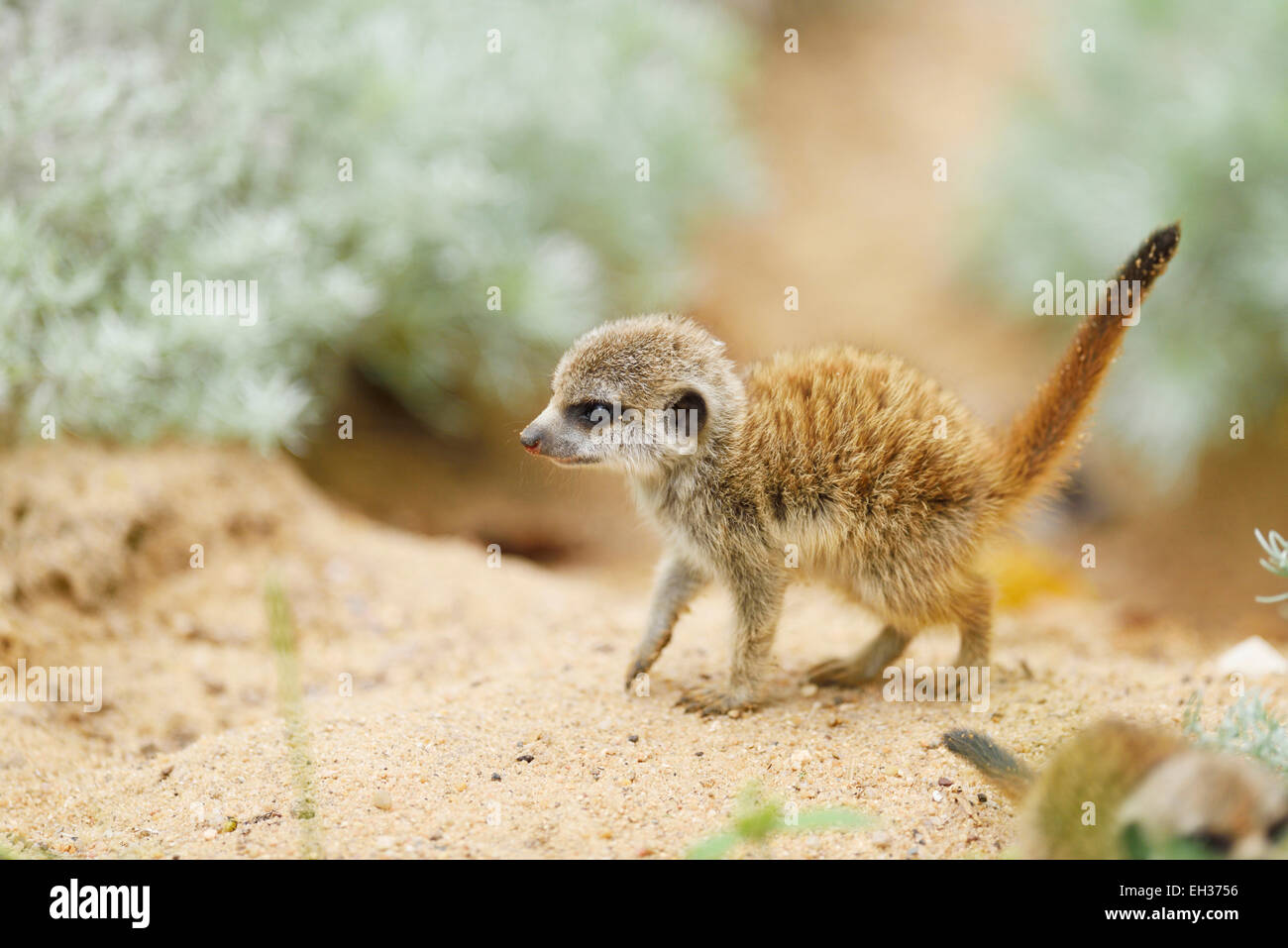 Close-up of Young Les suricates (Suricata suricatta) en été, Bavière, Allemagne Banque D'Images
