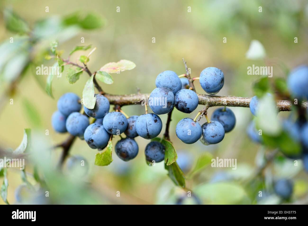 Close-up de prunellier (Prunus spinosa) fruits dans une forêt en été, Haut-Palatinat, en Bavière, Allemagne Banque D'Images