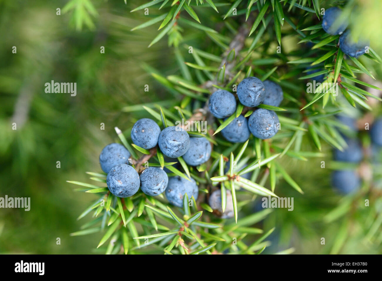 Close-up de genévrier commun (Juniperus communis) fruits à la fin de l'été, Haut-Palatinat, en Bavière, Allemagne Banque D'Images
