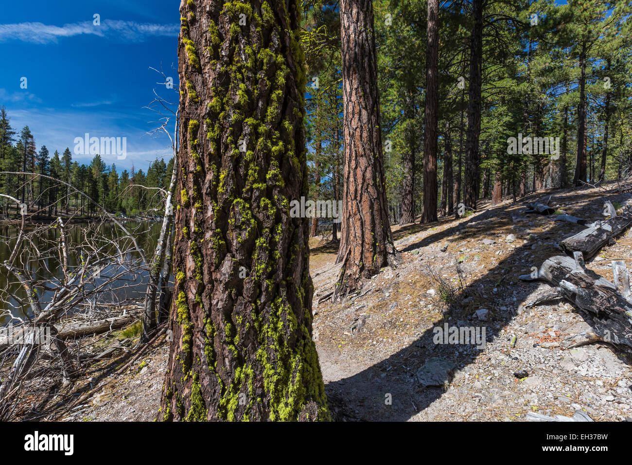 Le Sapin rouge, Abies magnifica, avec un pin ponderosa, Pinus ponderosa, derrière, dans Lassen Volcanic National Park, California, USA Banque D'Images