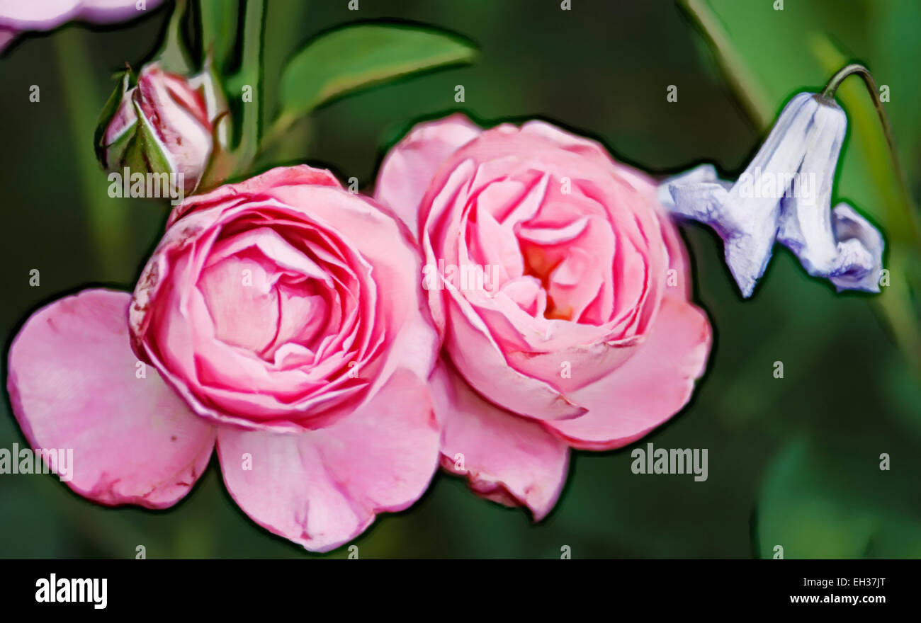 Hybrides de thé rose rose, rose fleuristes. Très vigoureux et résistant aux maladies Banque D'Images