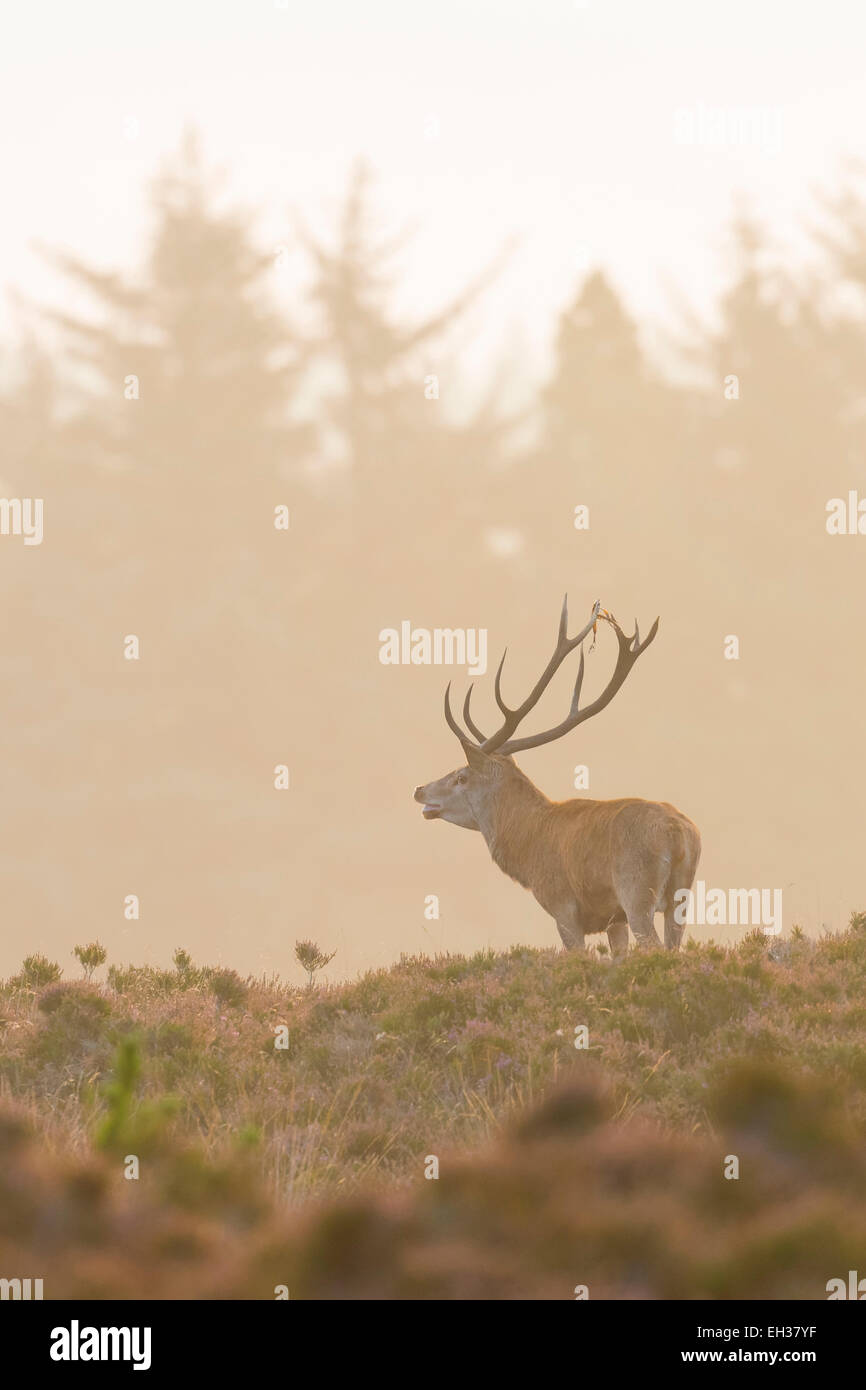 Homme Red Deer (Cervus elaphus) dans la saison du rut, Schleswig-Holstein, Allemagne Banque D'Images