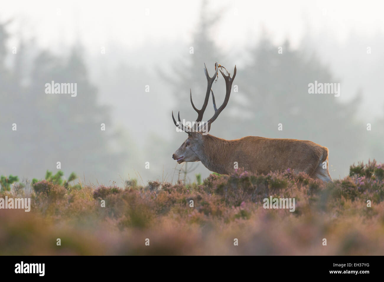Homme Red Deer (Cervus elaphus) en automne, Schleswig-Holstein, Allemagne Banque D'Images