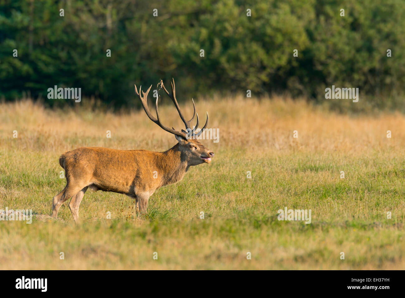 Homme Red Deer (Cervus elaphus) dans la saison du rut, Schleswig-Holstein, Allemagne Banque D'Images