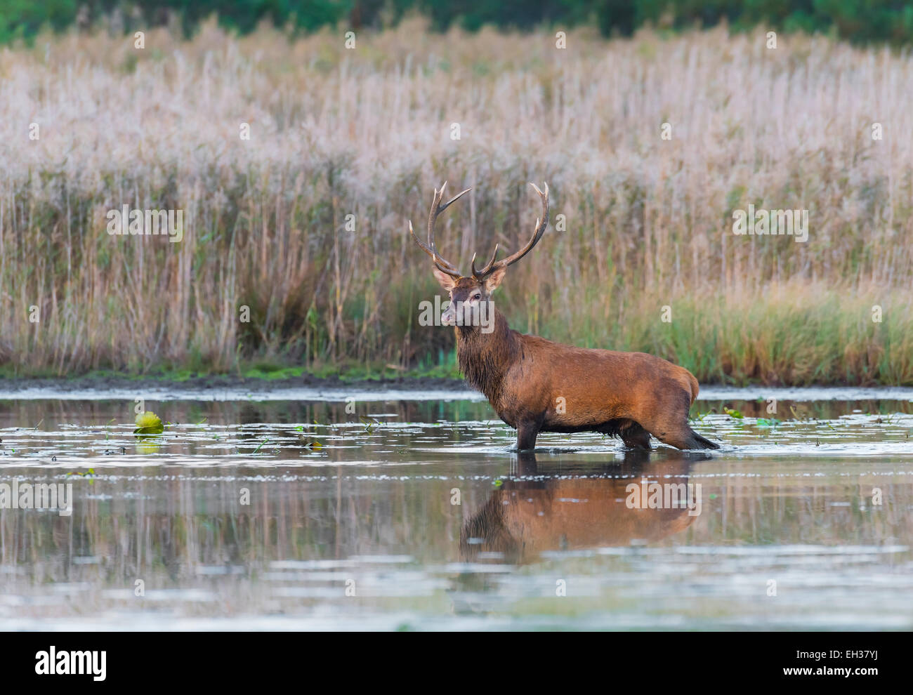 Homme Red Deer (Cervus elaphus) traverser le lac, Saxe, Allemagne Banque D'Images