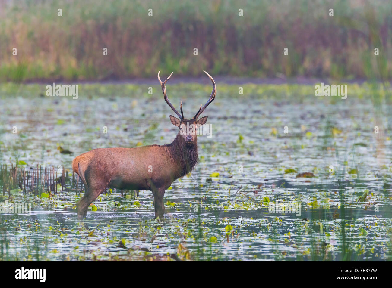 Hart Red Deer (Cervus elaphus) en étang, Saxe, Allemagne Banque D'Images