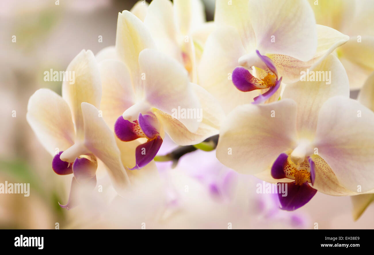 Orchidée Phalaenopsis Fangmei Sweet 'Comptabilité' Banque D'Images
