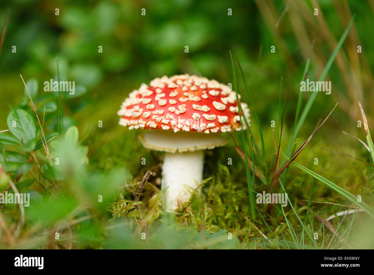 Close-up of fly amanita (Amanita muscaria) Forêt de champignons au début de l'automne, Haut-Palatinat, en Bavière, Allemagne Banque D'Images
