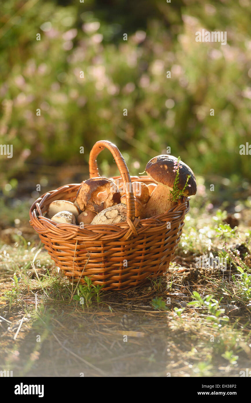 Close-up d'un panier plein de champignons comestibles sur le terrain, au début de l'automne, Haut-Palatinat, en Bavière, Allemagne Banque D'Images