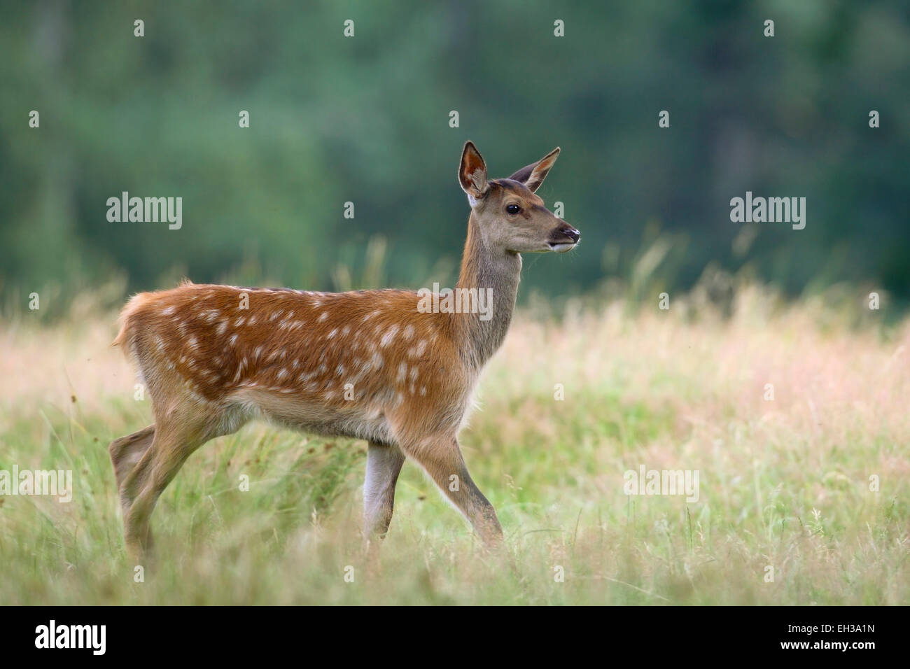 Les jeunes Red Deer (Cervus elaphus) dans la zone, Allemagne Banque D'Images