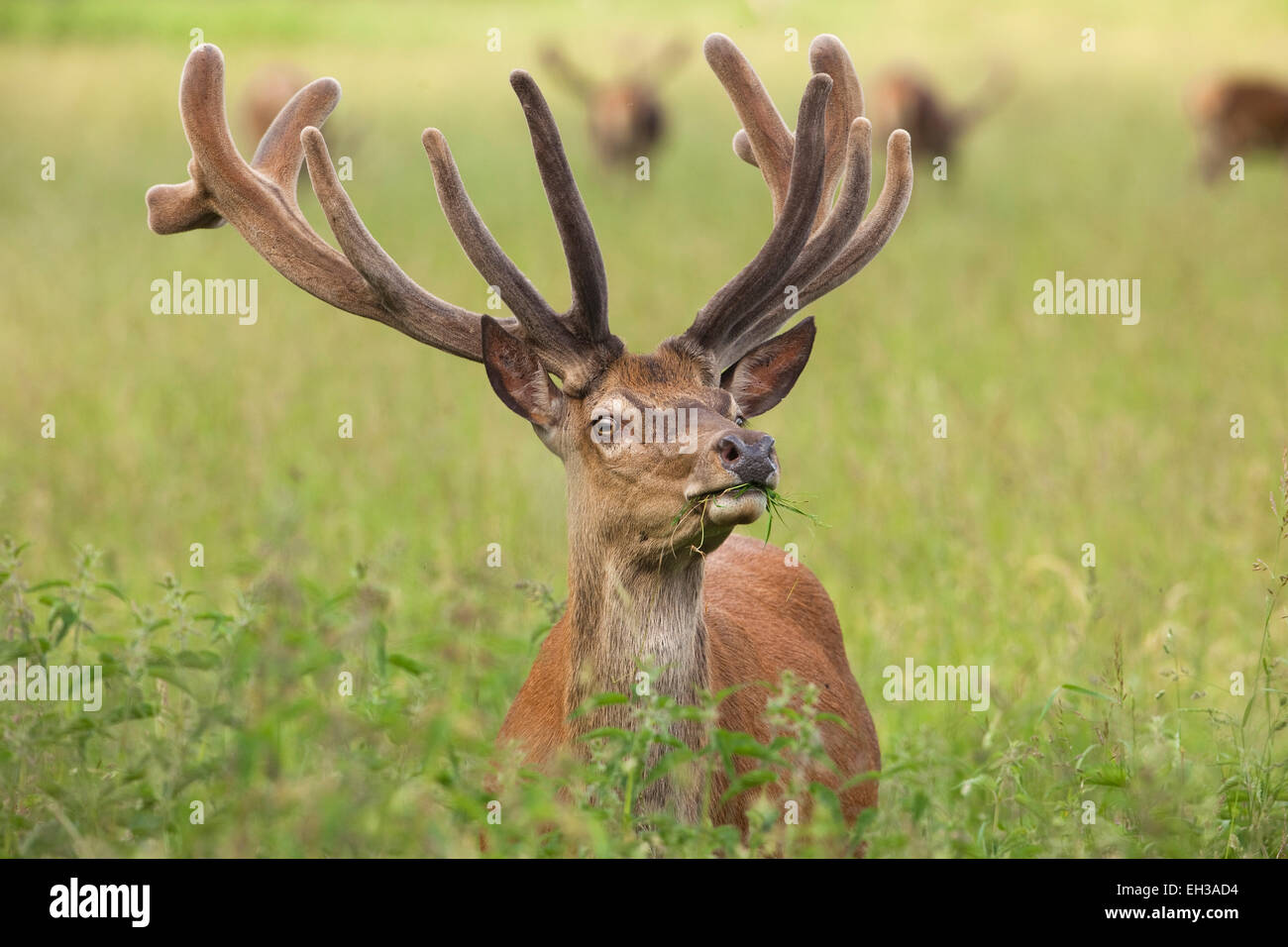 Red Deer (Cervus elaphus), Allemagne Banque D'Images
