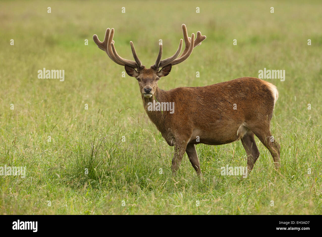 Red Deer (Cervus elaphus), Allemagne Banque D'Images