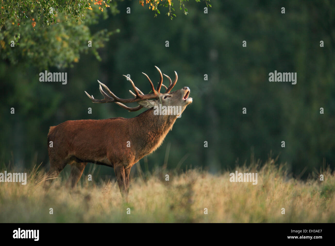 Red Deer (Cervus elaphus), Allemagne Banque D'Images