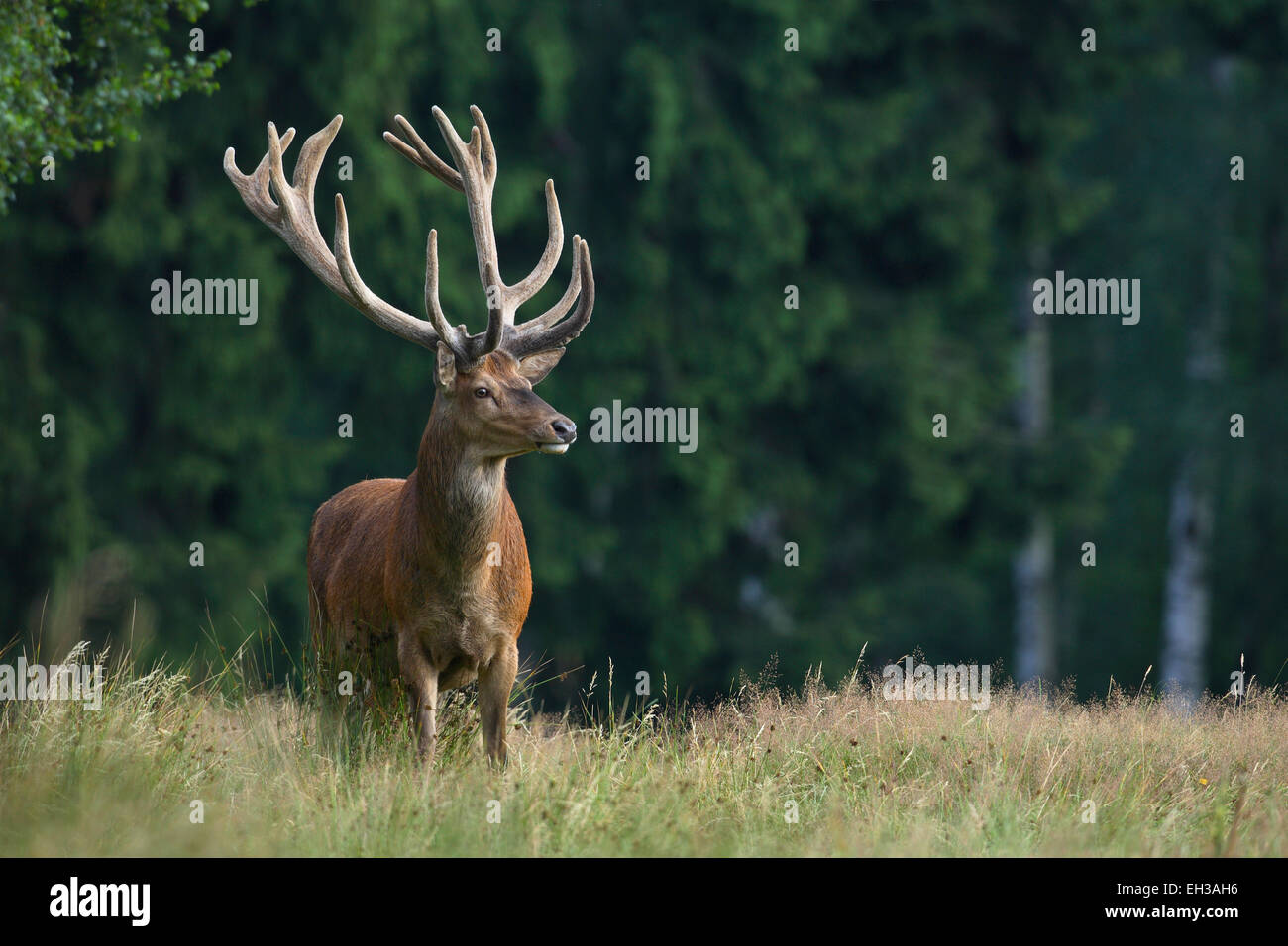 Portrait of Red Deer (Cervus elaphus), Allemagne Banque D'Images