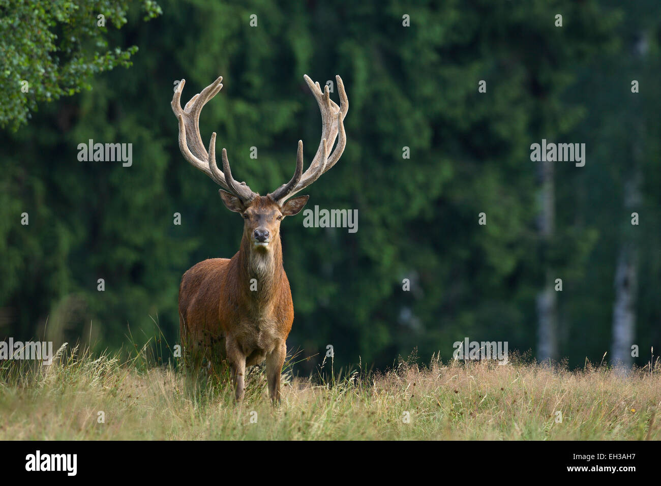 Portrait of Red Deer (Cervus elaphus), Allemagne Banque D'Images