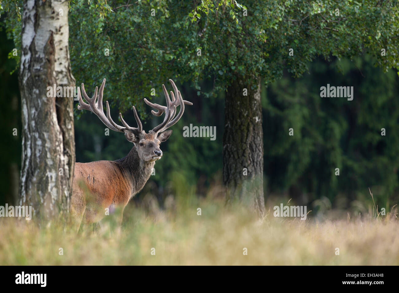 Portrait of Red Deer (Cervus elaphus), Allemagne Banque D'Images