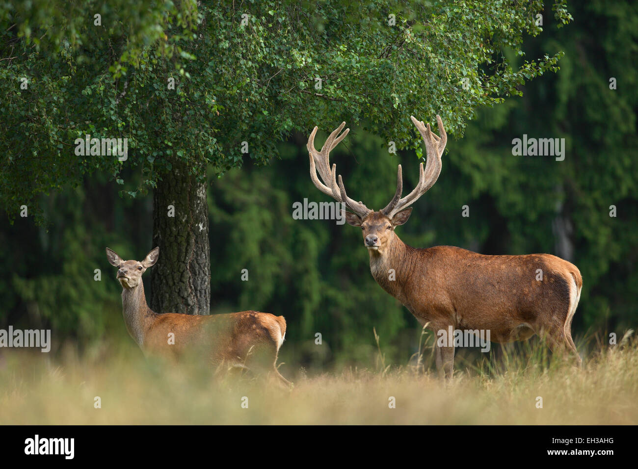 Homme et femme red deer (Cervus elaphus), Allemagne Banque D'Images