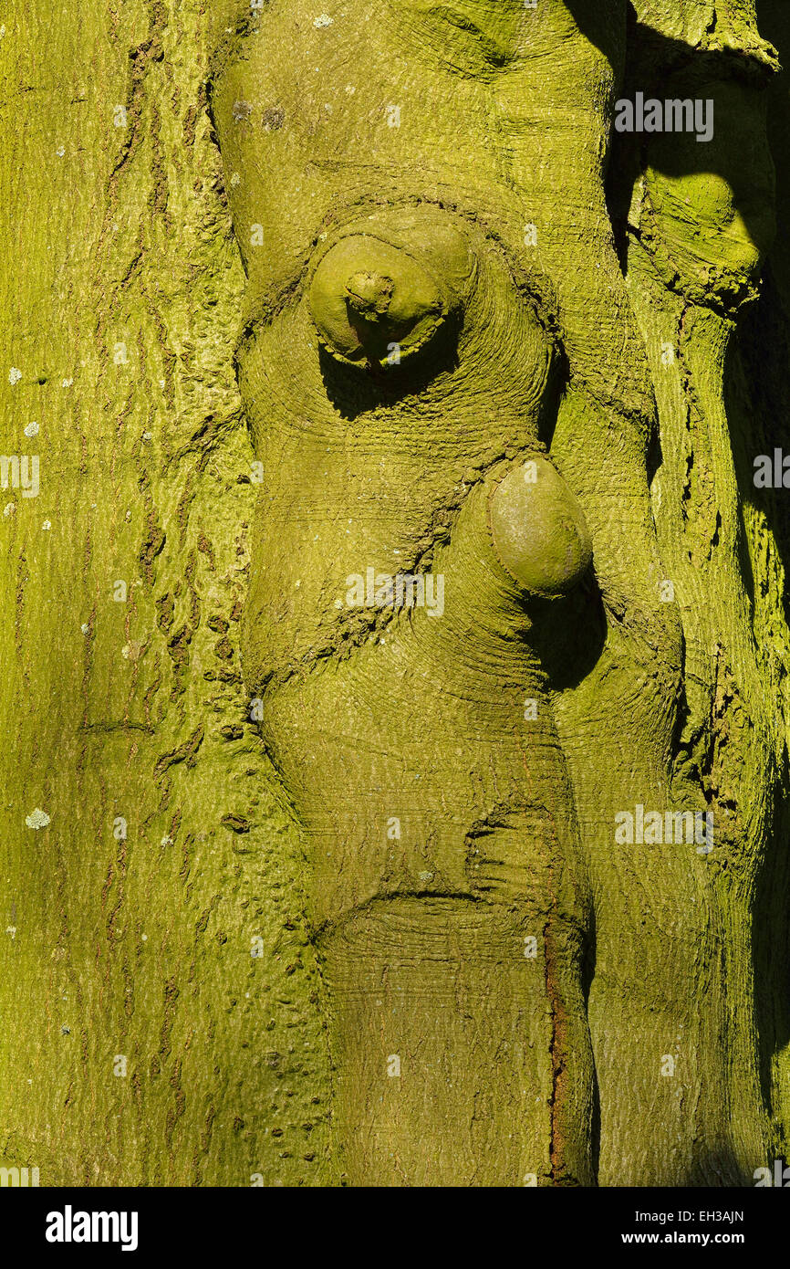Close-up de l'écorce des arbres sur beech tree, Husum, Tierpark, Schleswig-Holstein, Allemagne Banque D'Images