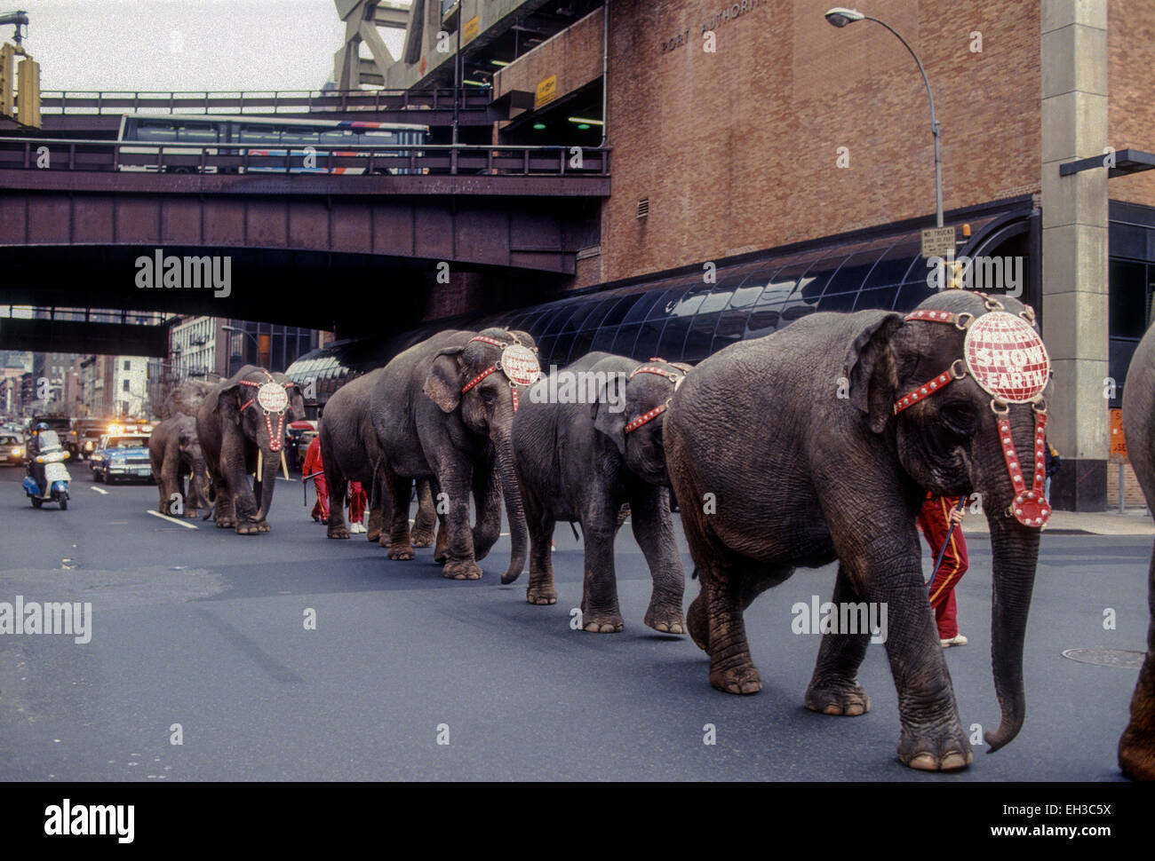 New York, NY - Circa Avril 1990- Ringling Brothers Barnum et Bailey Circus Elephant marche à travers Manhattan. Banque D'Images