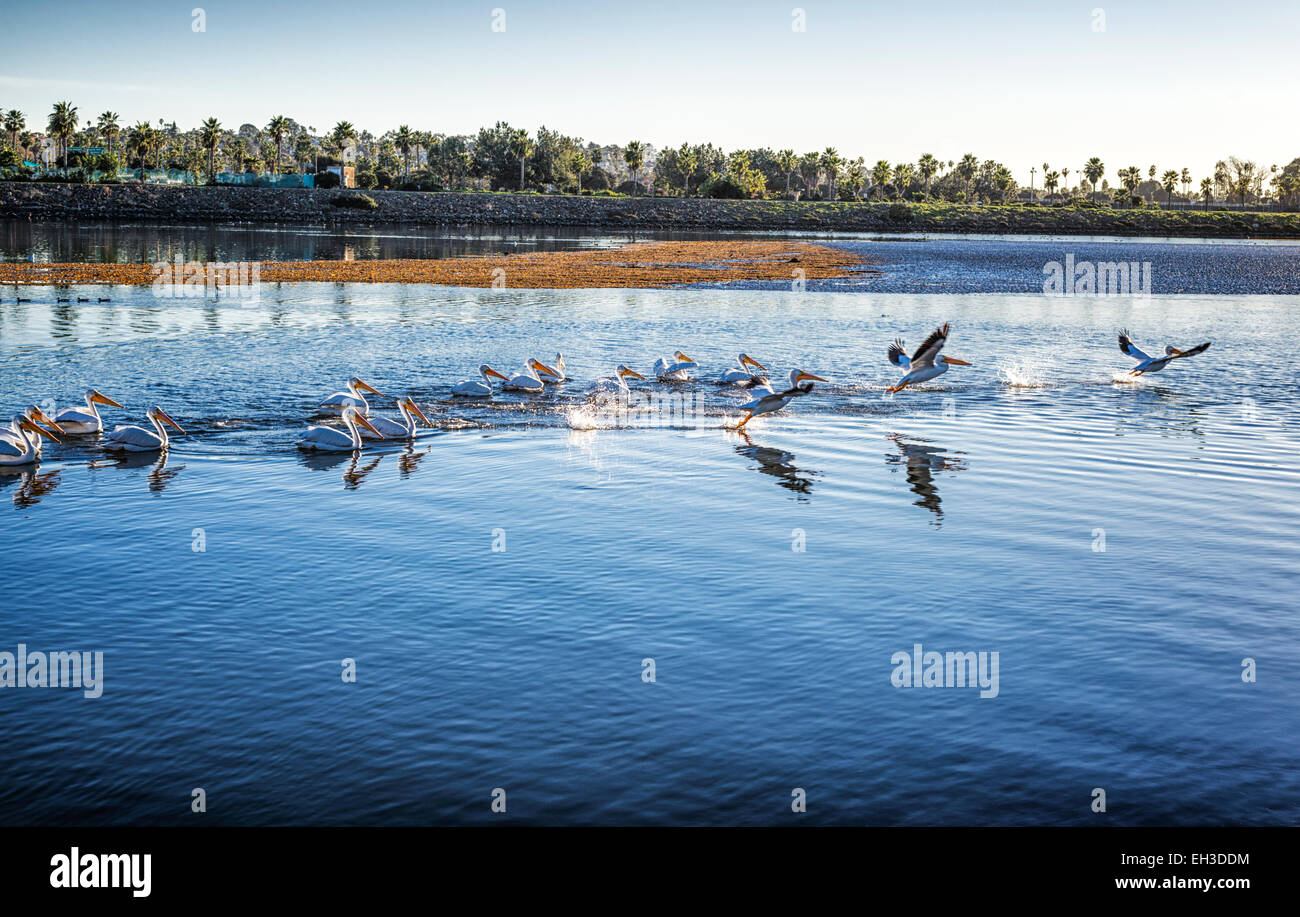 Groupe de pélicans blancs dans la rivière de San Diego. San Diego, Californie, États-Unis. Banque D'Images