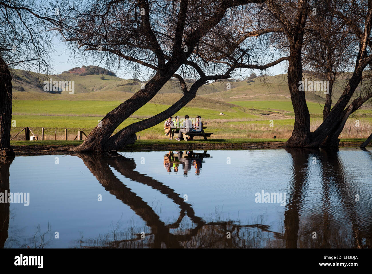 Les amis s'amusant à un pique-nique à l'étang par la fromagerie, Petaluma, Californie, USA Banque D'Images