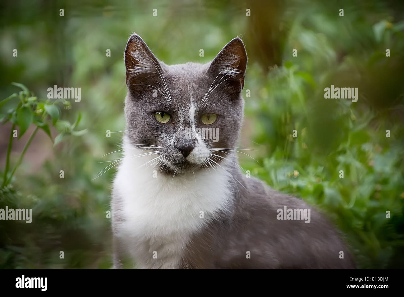 Un chat avec un regard expressif Banque D'Images