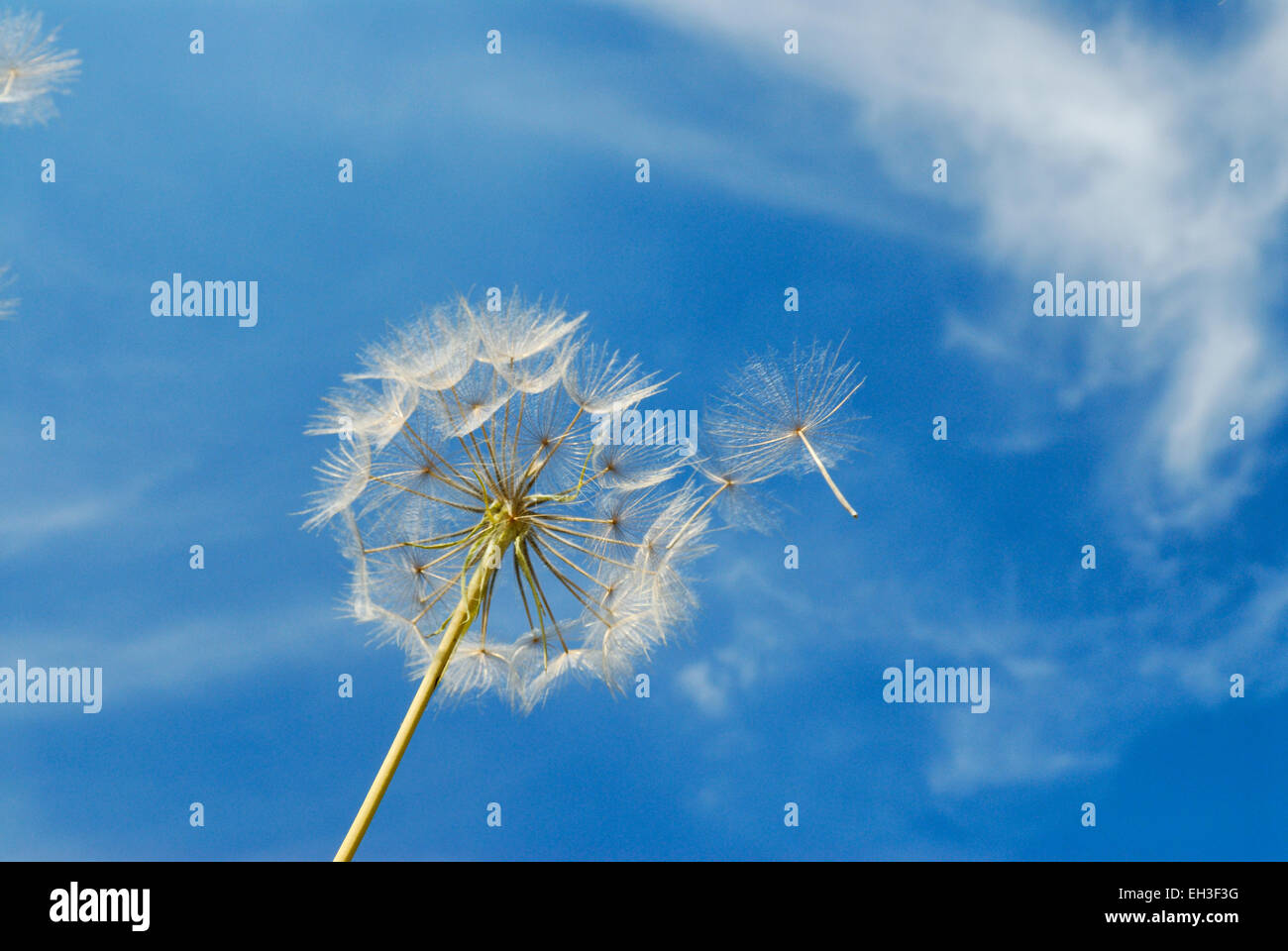 Graines de pissenlit et de graines dans le vent contre le ciel bleu Banque D'Images