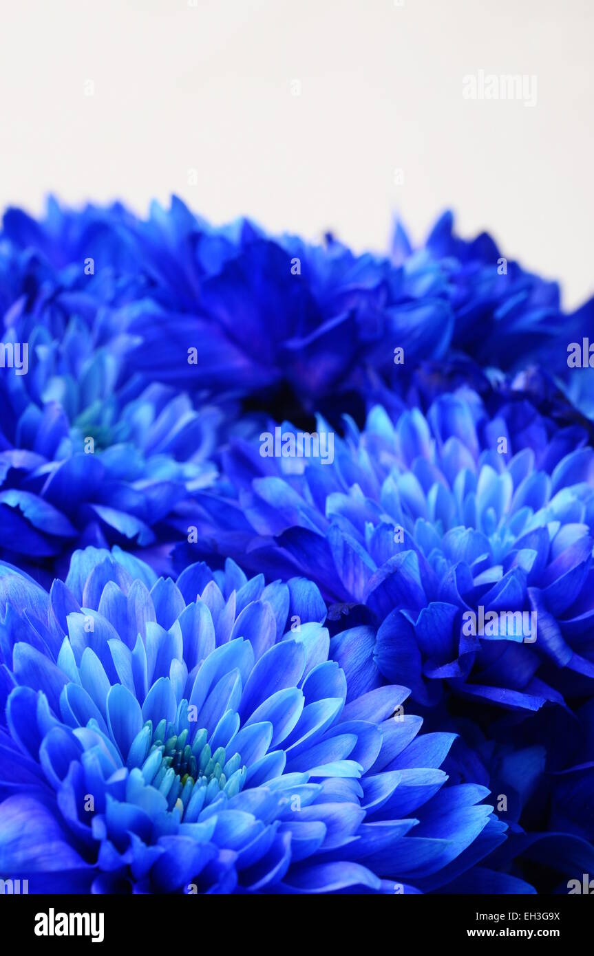 Close up of blue aster fleurs détails de background Banque D'Images