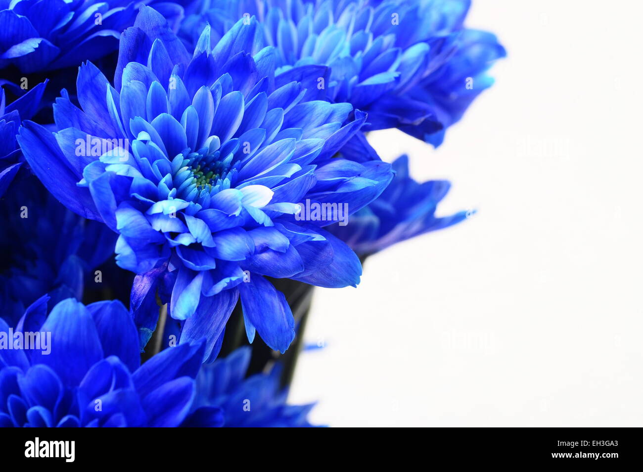 Close up of blue aster fleurs détails de background Banque D'Images