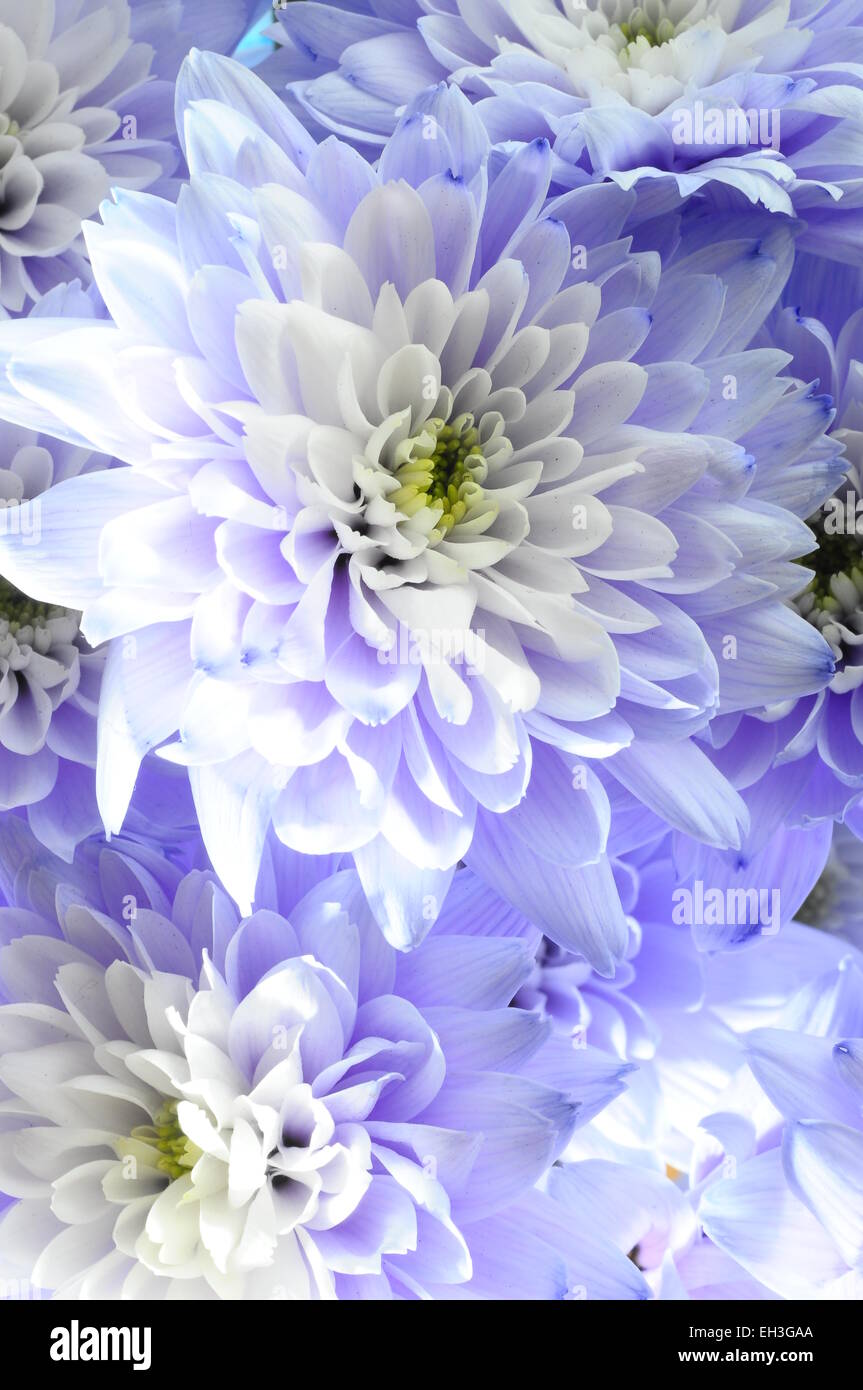 Close up of white and blue aster fleurs détails de background Banque D'Images