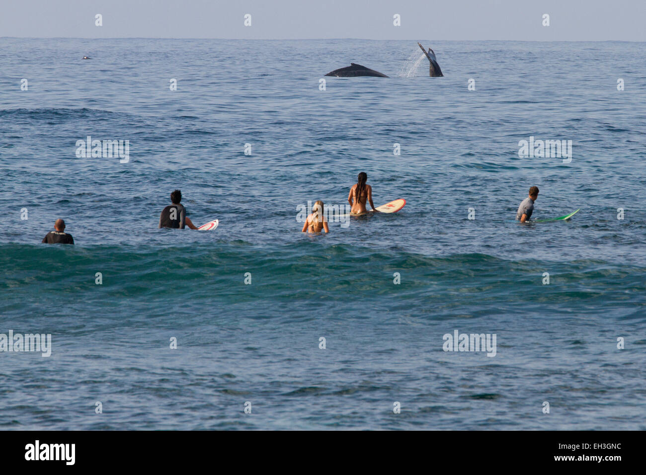 Surfeurs et baleines à bosse (Megaptera novaeangliae) au parc de la plage de Ho'okipa, Hawaï Banque D'Images