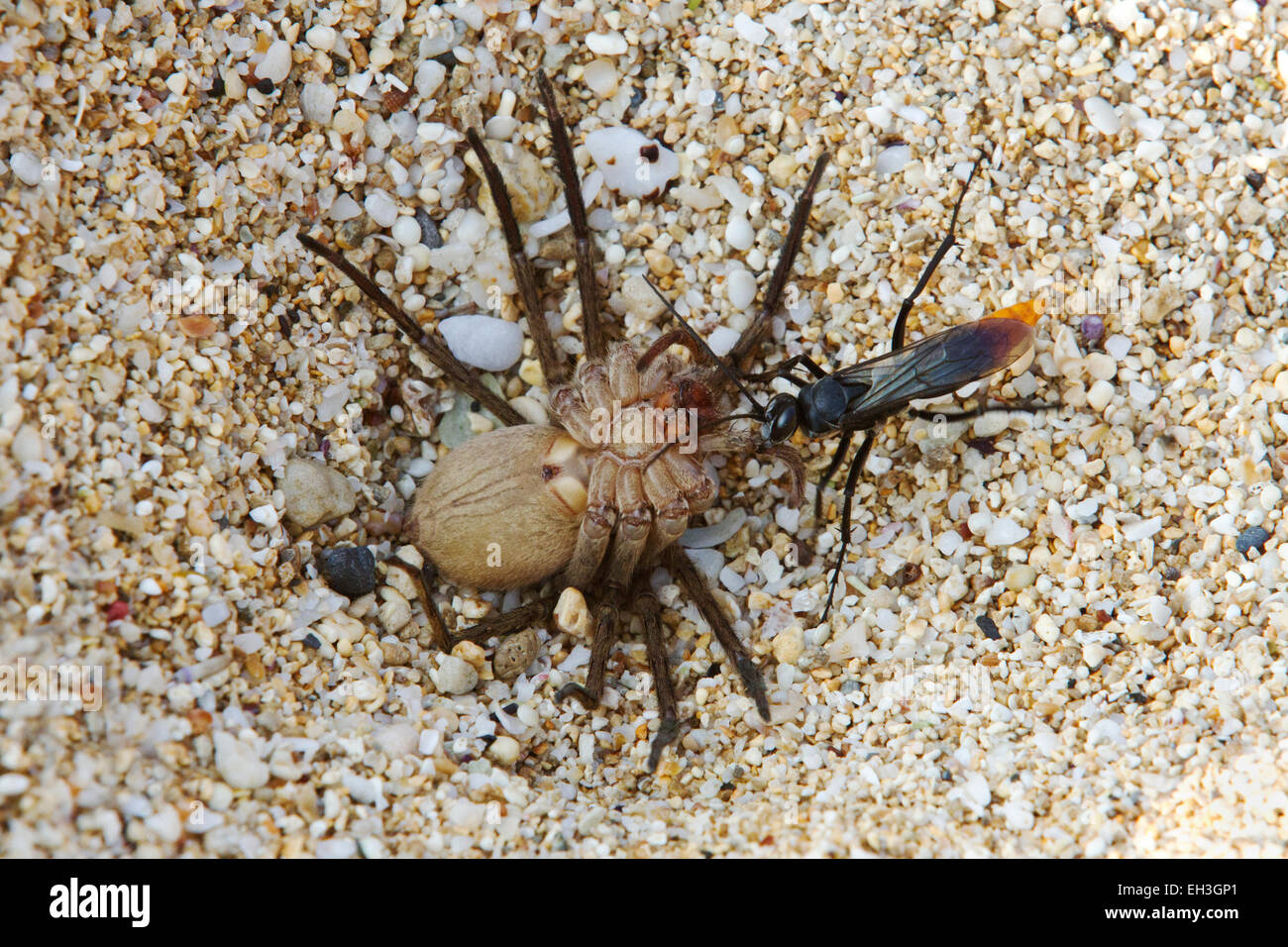 Une guêpe asiatique à queue rouge (Tachypompilus analis) faisant glisser une araignée de crabe géant paralysée (Heteropoda venatoria) vers son site de nidification, Maui, Hawaii Banque D'Images