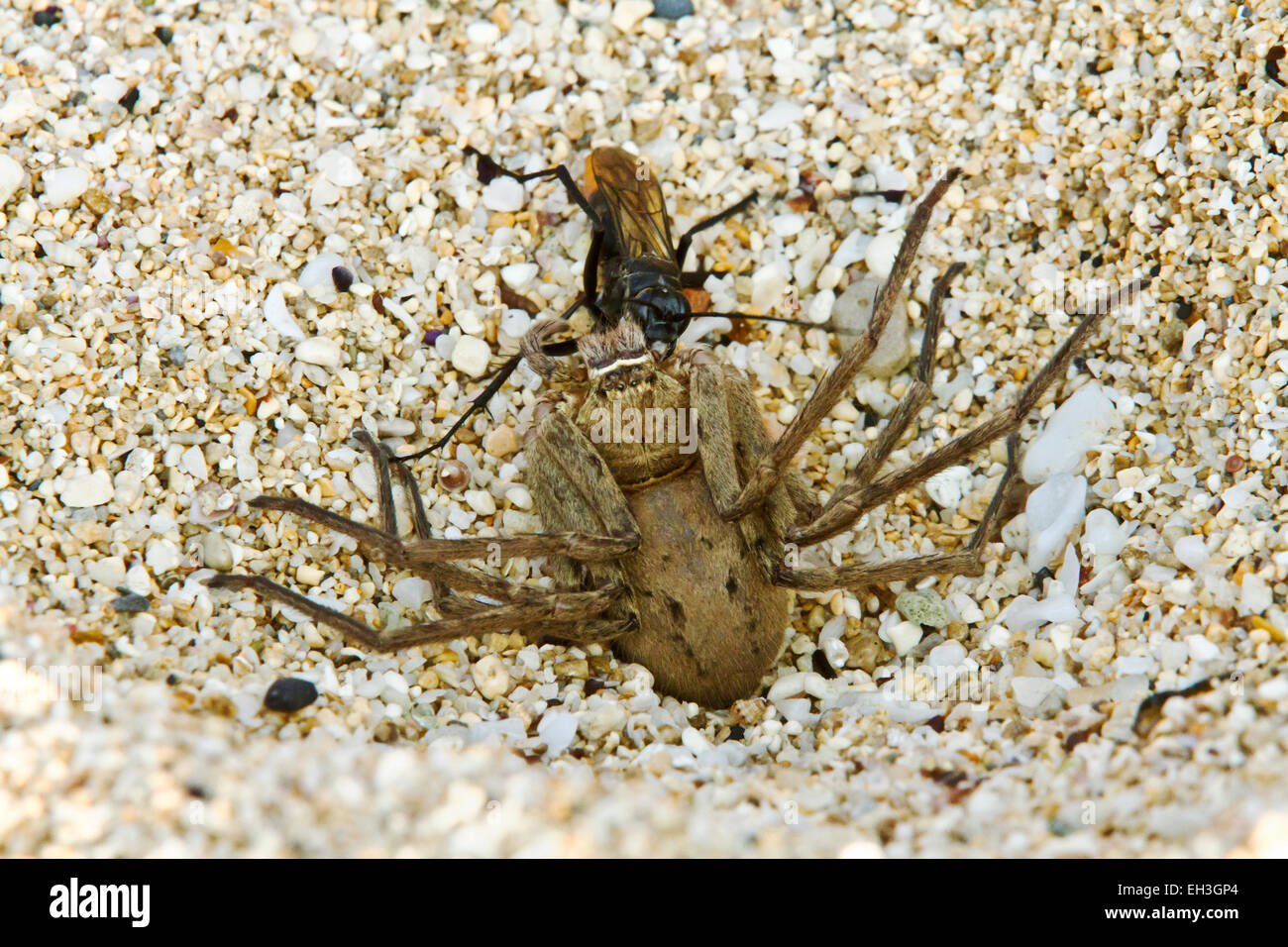 Une guêpe asiatique à queue rouge (Tachypompilus analis) faisant glisser une araignée de crabe géant paralysée (Heteropoda venatoria) vers son site de nidification, Maui, Hawaii Banque D'Images