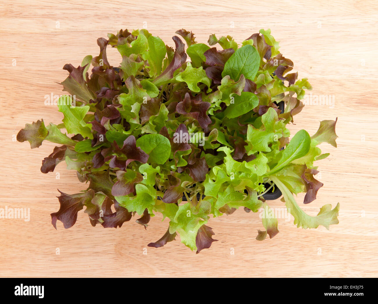 Salade de bébé de plus en plus de feuilles dans une boîte d'en haut sur un rebord en bois clair, d'une 'couper et reviens' l'offre. Banque D'Images