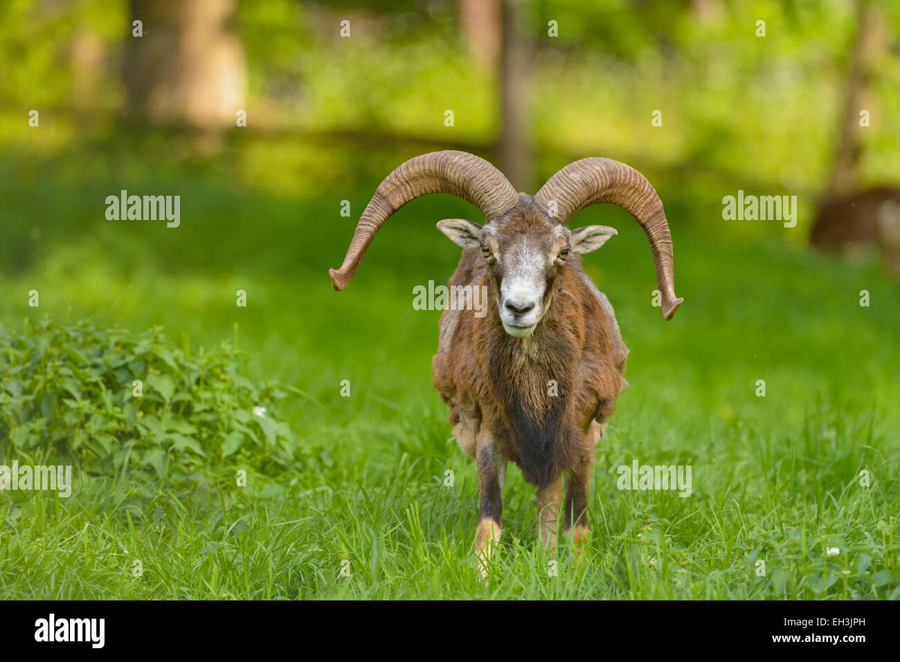 Mouflon (Ovis ammon musimon), ram, avec des cornes, Parc sauvage de Tambach, Bavière, Allemagne Banque D'Images