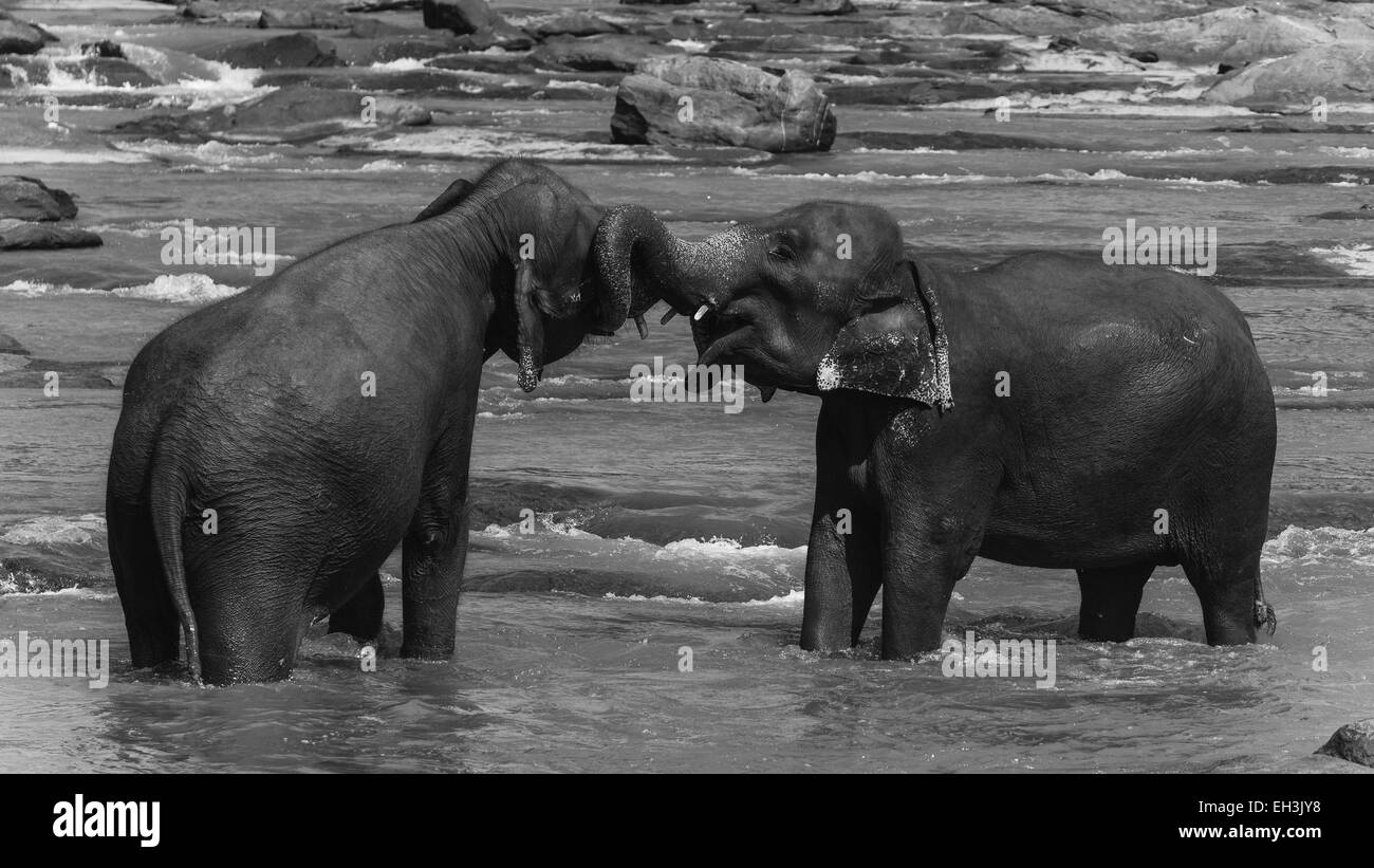 Les éléphants du Sri Lanka Banque D'Images