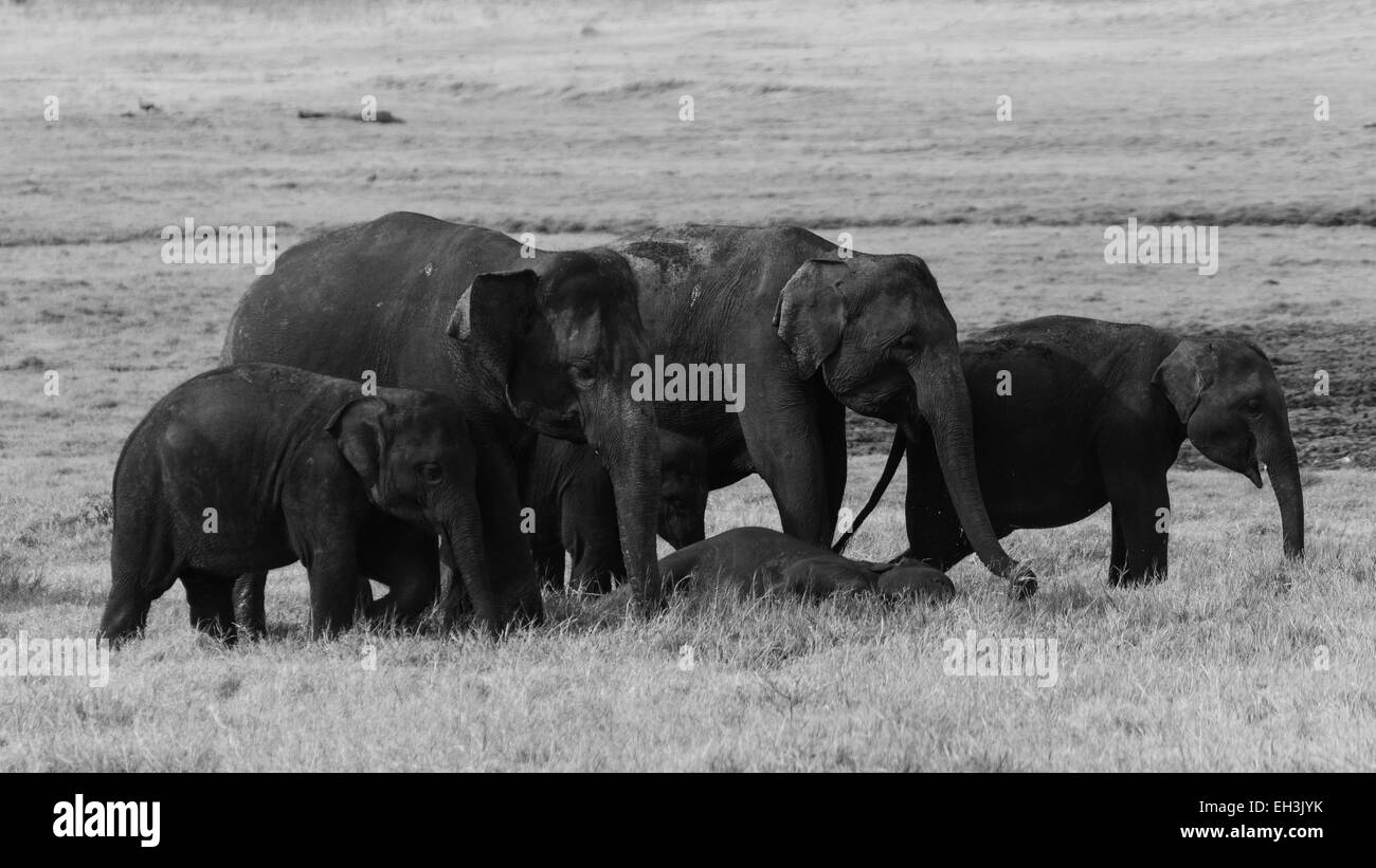 Les éléphants du Sri Lanka Banque D'Images