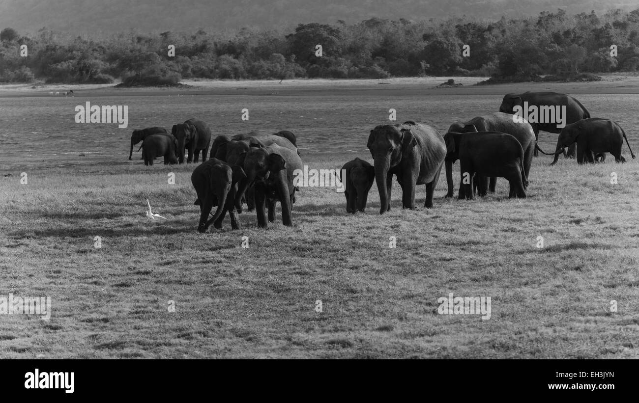 Les éléphants du Sri Lanka Banque D'Images