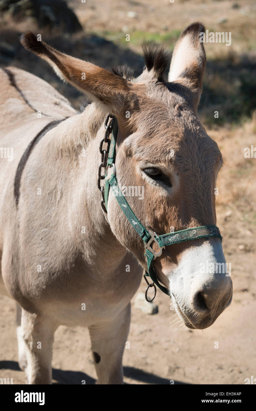 L'âne (Equus africanus asinus), Corse, France Banque D'Images
