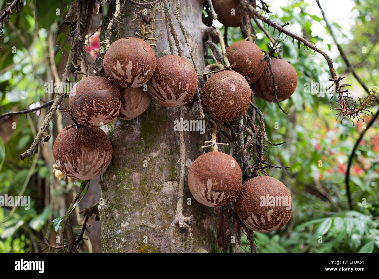 Fruits de l'arbre Cannonball (Couroupita guianensi), Kerala, Inde Banque D'Images