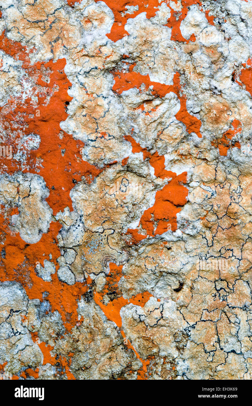 Rock les lichens, Tyrol, Autriche Banque D'Images